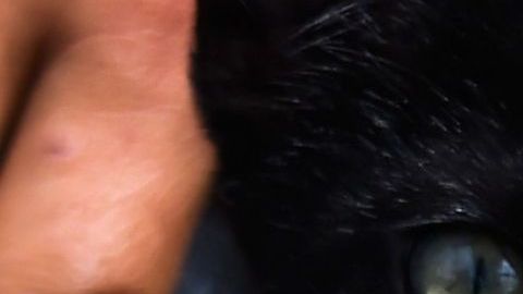 Gato