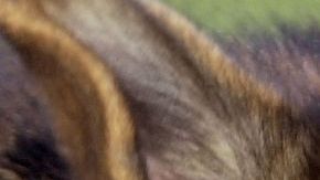 Perro