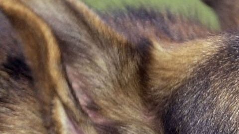 Perro