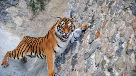 Varios animales podrían escapar y poner en riesgo a los ciudadanos.