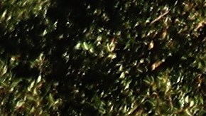 Campo de Golf Florida