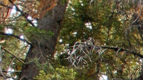 Árbol California