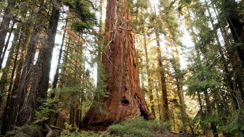 Árbol California