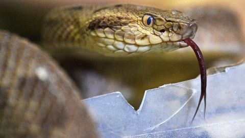 Se trataba de una serpiente rata.