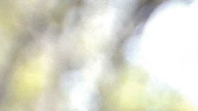 Vicente Fernández Jr.