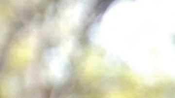 Vicente Fernández Jr.