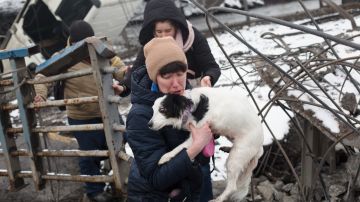 El perrito fue rescatado luego de quedar atrapado bajo los escombros.