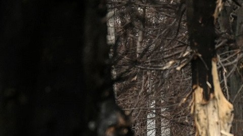 Los reportes de la caída de la aeronave rusa surgen al tiempo que el mundo se conmociona por la masacre de civiles en Bucha.