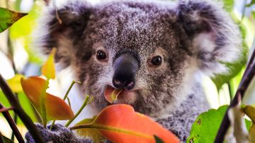 Un koala comiendo una hoja de eucalipto.