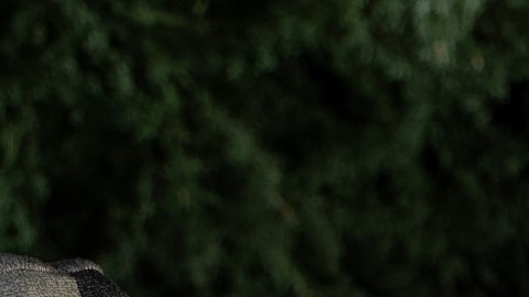 Las autoridades migratorias implementan una nueva regla de asilo en la frontera.