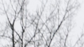 El zorro mordió al menos a 9 personas.