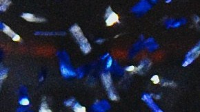 Jugadoras del Buducnost celebran el campeonato conseguido luego de la propuesta de matrimonio.