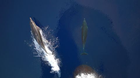 Desde el principio de la guerra, los rusos planearon proteger su base naval con delfines.