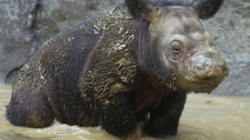 Cría de rinoceronte nacida en Indonesia.