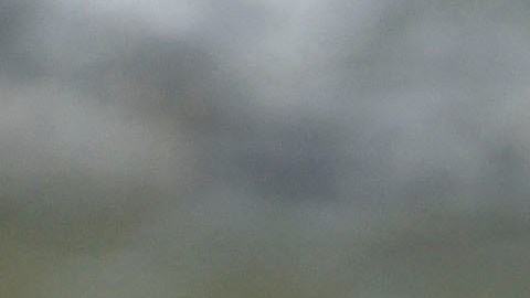 US-ANIMAL-ALLIGATORS-CONSERVATION