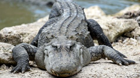 US-ANIMAL-ALLIGATORS-CONSERVATION