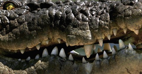 Un sujeto pateó a dos cocodrilo en una reserva de Tampico.