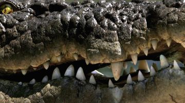 Un sujeto pateó a dos cocodrilo en una reserva de Tampico.