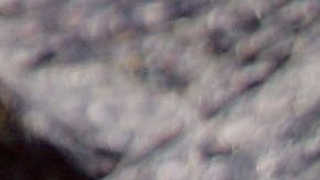 El caimán de 11 pies detuvo el tráfico de una autopista de Florida.