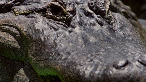 El caimán de 11 pies detuvo el tráfico de una autopista de Florida.