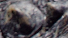 El caimán medía unos 10 pies de largo.