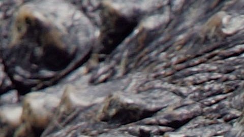 El caimán medía unos 10 pies de largo.