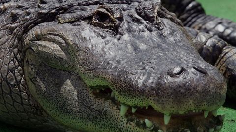 El caimán medía unos 10 pies de largo.