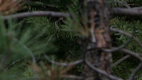 5 osos dormían debajo de una casa de South Lake Tahoe.