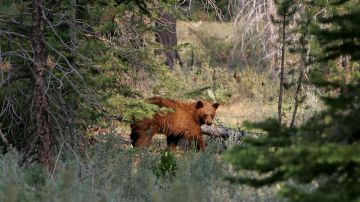 5 osos dormían debajo de una casa de South Lake Tahoe.
