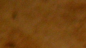 El fósil de una pata de dinosaurio pudo haber sido 'arrancada' por un asteroide.