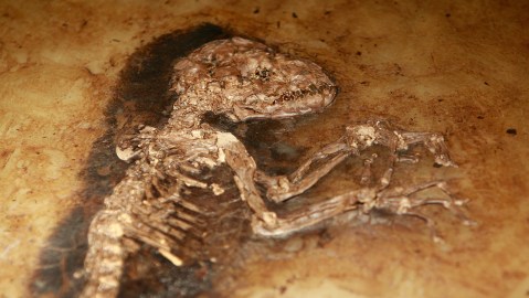El fósil de una pata de dinosaurio pudo haber sido 'arrancada' por un asteroide.