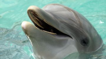 Delfin en Miami