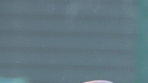 Pitcher japonés logra Juego Perfecto de 19 ponches