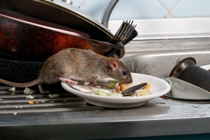 Raton comiendo en un plato