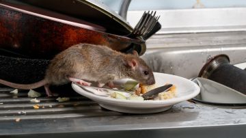Raton comiendo en un plato