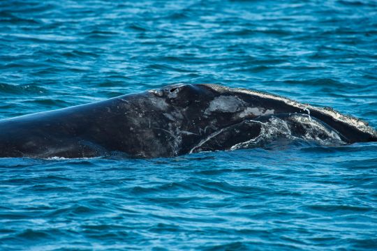 Alarma por otra ballena muerta: van 11 casos recientes en Nueva York y NJ a la espera de respuesta federal