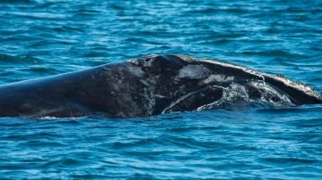 Islandia es la única que permite la caza de ballenas de aleta más grandes.