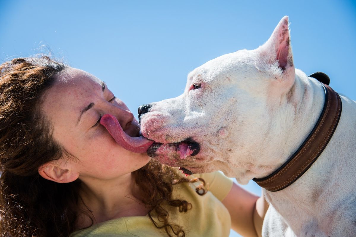 El beso de tu perro puede enfermarte gravemente.