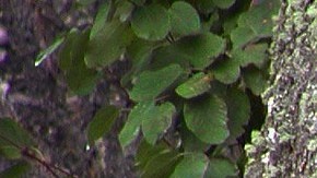 El oso negro abrió la puerta contra tormentas de una casa en Nueva York.
