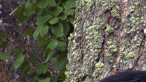 El oso negro abrió la puerta contra tormentas de una casa en Nueva York.