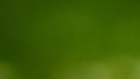 El pato llevó a los investigadores a cerrar un caso de asesinato.