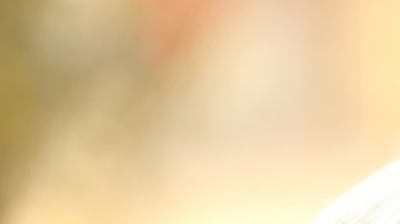 Cómo saber cuántos años tiene un perro: multiplicar por 7 no es la respuesta