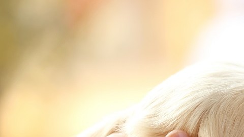 Cómo saber cuántos años tiene un perro: multiplicar por 7 no es la respuesta