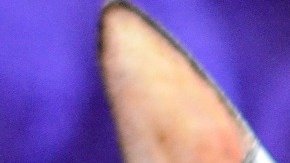 Gatita sin pelo fue obligada a parir a más de 70 cachorros para que sus dueños ganaran $175,000 dólares