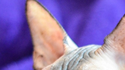 Gatita sin pelo fue obligada a parir a más de 70 cachorros para que sus dueños ganaran $175,000 dólares