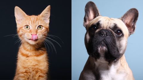 gatos-perros-costos