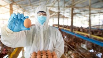 gripe-aviar-costo-huevo