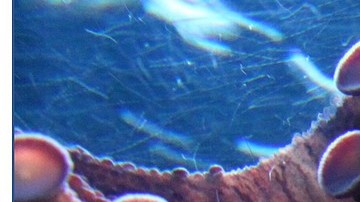 "Syllipsimopodi bideni", el fósil de un pulpo con 10 brazos.