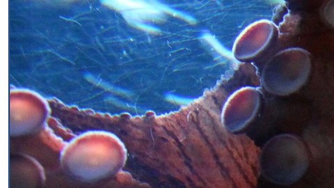"Syllipsimopodi bideni", el fósil de un pulpo con 10 brazos.