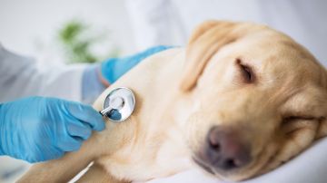 Un virus altamente contagioso para los perros se propaga en Florida: lo que debes saber